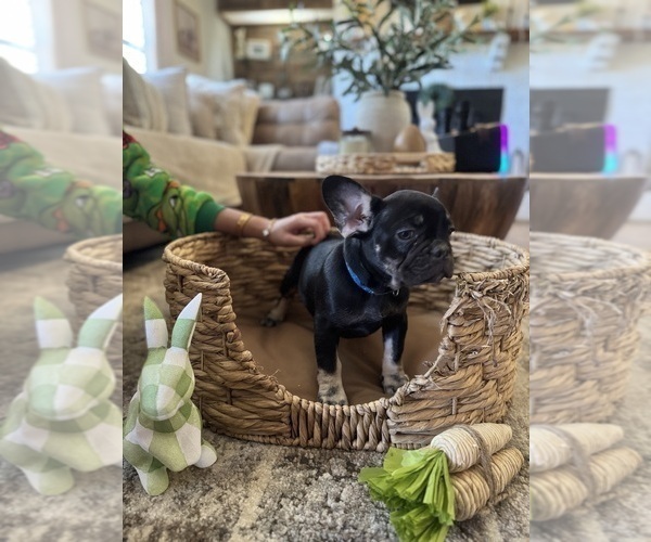 Medium Photo #9 French Bulldog Puppy For Sale in BONNEAU, SC, USA
