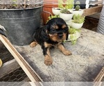 Puppy Puppy 2 Cavalier King Charles Spaniel