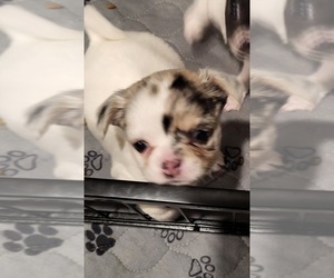 Chihuahua Puppy for sale in BLUE RIVER, WI, USA