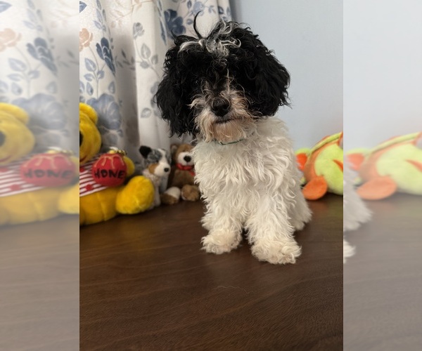 Medium Photo #19 Bichpoo Puppy For Sale in DURHAM, CT, USA