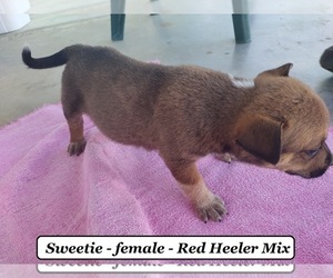 Australian Cattle Dog-Boxer Mix Puppy for sale in CLARKRANGE, TN, USA