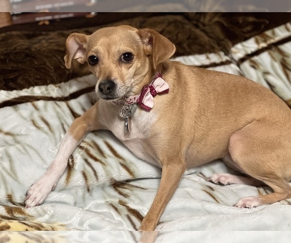 Medium Photo #7 Cheagle Puppy For Sale in EVERGREEN PARK, IL, USA