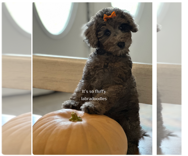 Medium Photo #1 Miniature Labradoodle Puppy For Sale in GROVELAND, FL, USA