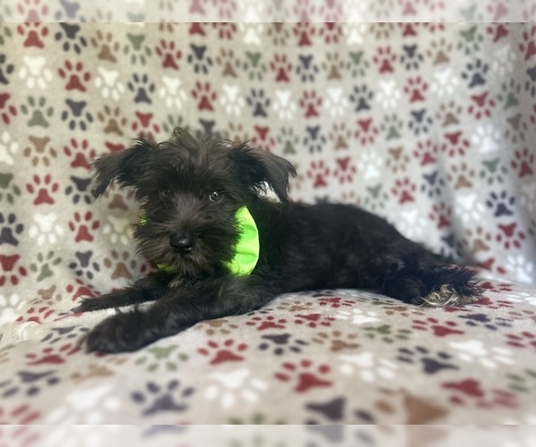 Medium Photo #4 Schnauzer (Miniature) Puppy For Sale in LAKELAND, FL, USA