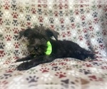 Small #3 Schnauzer (Miniature)