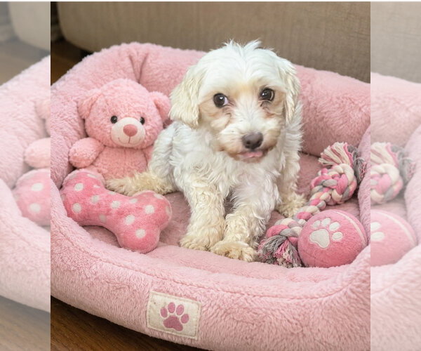 Medium Photo #1 Maltese Puppy For Sale in Bon Carbo, CO, USA