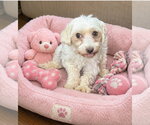 Small Maltese