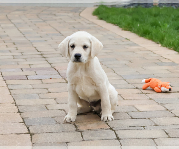 Medium Photo #11 Labrador Retriever Puppy For Sale in SYRACUSE, IN, USA