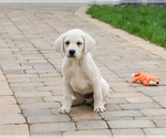 Small #10 Labrador Retriever