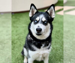 Alusky Dogs for adoption in Menifee, CA, USA