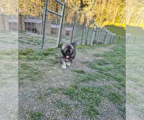 Medium Photo #5 Caucasian Shepherd Dog Puppy For Sale in NORTH PLAINS, OR, USA