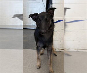 German Shepherd Dog Dogs for adoption in San Bernardino, CA, USA