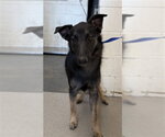 ARIES - Male German Shepherd Dog Dog for Adoption - Small photo