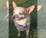 Small #1 Chihuahua Mix