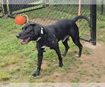 Small #2 Labrador Retriever Mix
