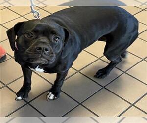 Mutt Dogs for adoption in Burbank, CA, USA