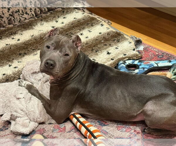 Medium Photo #3 American Pit Bull Terrier Puppy For Sale in Techny, IL, USA