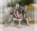 Small #4 French Bulldog