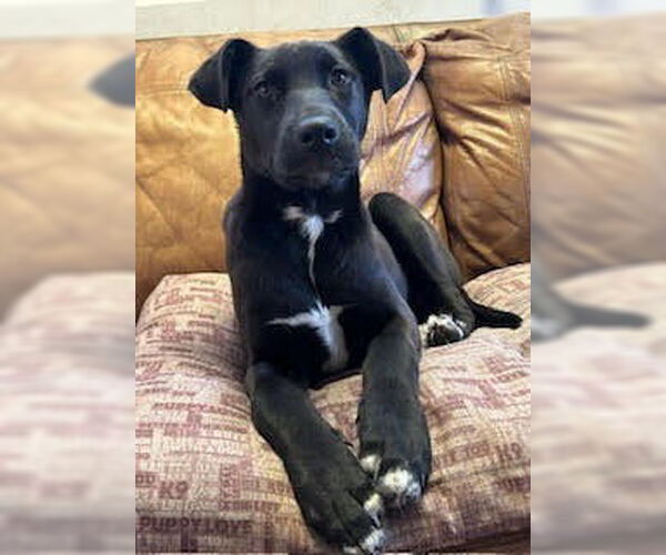 Medium Photo #2 German Shepherd Dog-Unknown Mix Puppy For Sale in Minneapolis, MN, USA