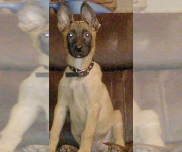 Medium Photo #5 Belgian Malinois Puppy For Sale in GILBERT, AZ, USA