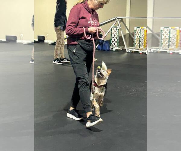 Medium Photo #3 Mutt Puppy For Sale in Highland, IL, USA