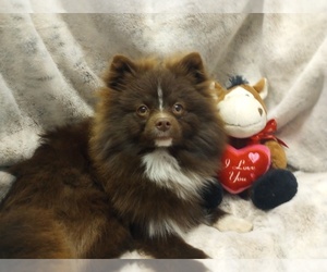 Father of the Pomeranian puppies born on 02/07/2025