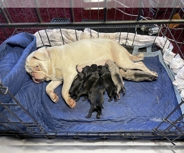 Medium Photo #2 Pug Puppy For Sale in CORONA, CA, USA