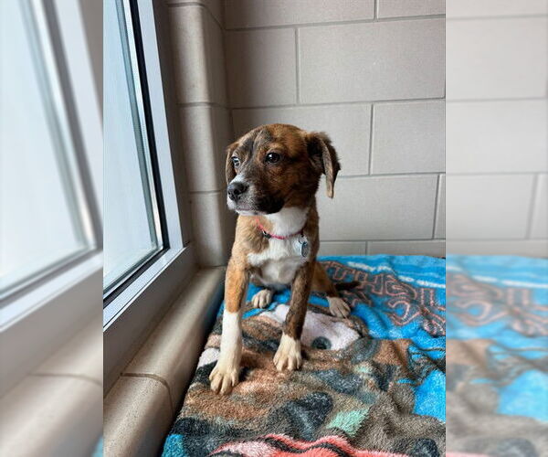 Medium Photo #1 Beagle-Unknown Mix Puppy For Sale in Waterford, VA, USA