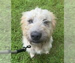 Small Poodle (Standard) Mix
