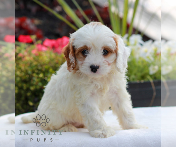 Medium Photo #4 Cavapoo (Miniature) Puppy For Sale in LITITZ, PA, USA