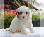Small #3 Cavapoo (Miniature)