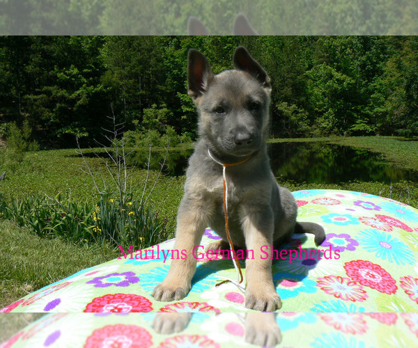 Medium Photo #2 German Shepherd Dog Puppy For Sale in PIEDMONT, MO, USA