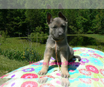 Small #1 German Shepherd Dog