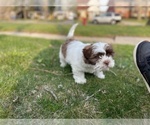 Small Photo #7 Shih Tzu Puppy For Sale in DETROIT, MI, USA