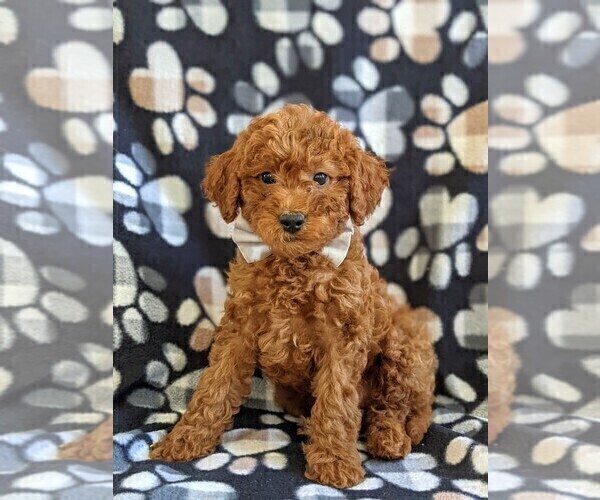 Medium Photo #1 Goldendoodle Puppy For Sale in NOTTINGHAM, PA, USA
