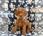 Small Photo #1 Goldendoodle Puppy For Sale in NOTTINGHAM, PA, USA