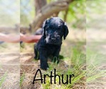 Small Photo #1 Labradoodle Puppy For Sale in BUFFALO GAP, TX, USA