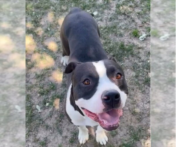 Medium Photo #2 Mutt Puppy For Sale in Riverside, CA, USA