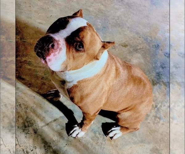 Medium Photo #2 American Bulldog-Unknown Mix Puppy For Sale in Calhoun, GA, USA
