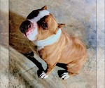 Small #1 American Bulldog Mix