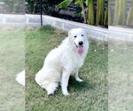 Small #6 Great Pyrenees