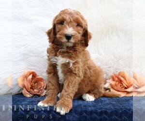 Goldendoodle (Miniature) Puppy for sale in LEOLA, PA, USA