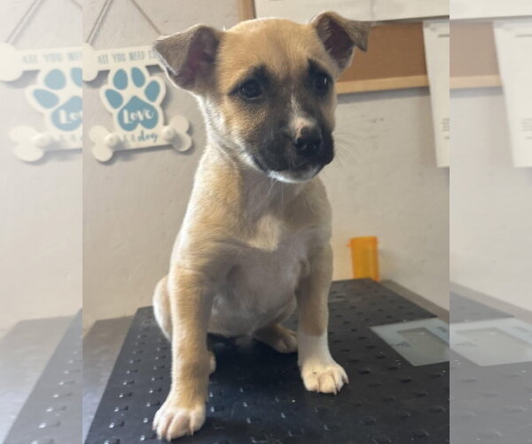 Medium Photo #1 Boxer-Unknown Mix Puppy For Sale in Sistersville, WV, USA