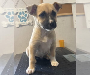 Boxer-Unknown Mix Dogs for adoption in Sistersville, WV, USA