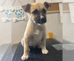 Small Boxer Mix
