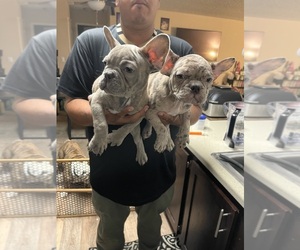 French Bulldog Puppy for sale in HAYWARD, CA, USA