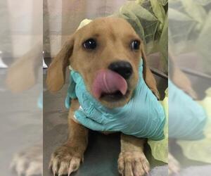 Mutt Dogs for adoption in Riverside, CA, USA