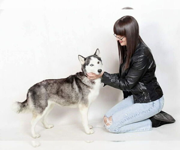 Medium Photo #2 Siberian Husky Puppy For Sale in Oak Bluffs, MA, USA