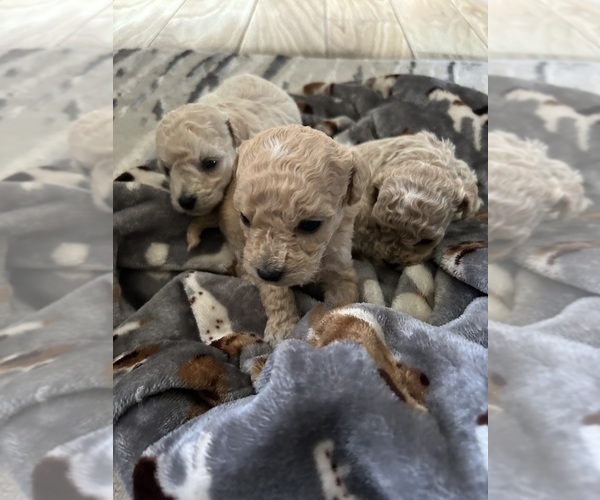Medium Photo #2 Poodle (Toy) Puppy For Sale in SAN JACINTO, CA, USA