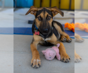 Chester - Male German Shepherd Dog-Great Dane Mix Dog for Adoption - Photo #8